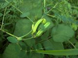 Astragalus glycyphyllos