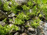Gymnocarpium dryopteris