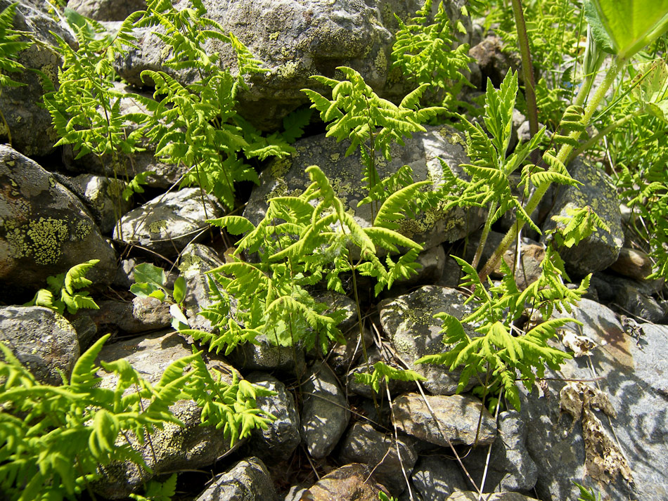 Изображение особи Gymnocarpium dryopteris.