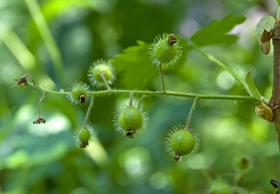 Изображение особи Ribes sachalinense.