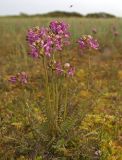 Pedicularis nasuta