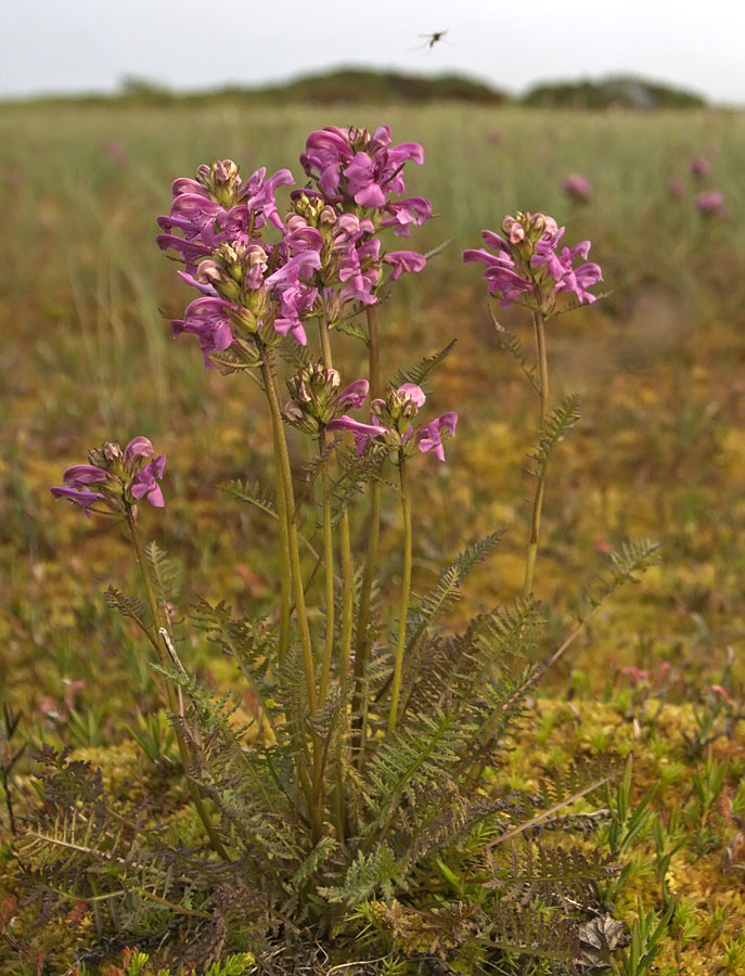 Изображение особи Pedicularis nasuta.