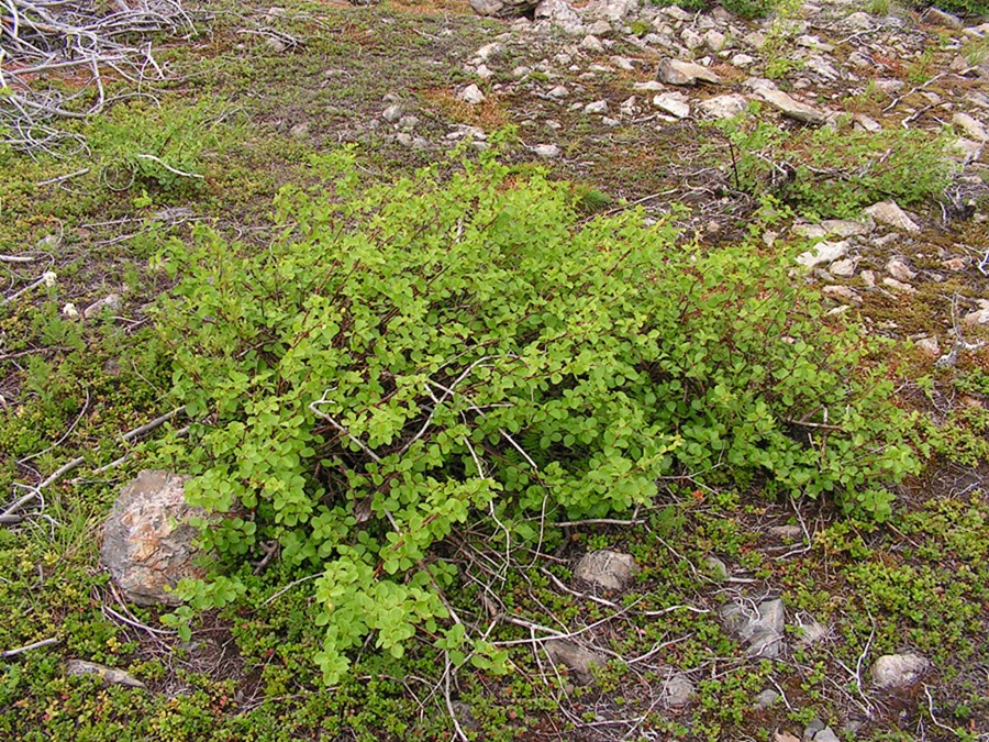 Image of Betula divaricata specimen.