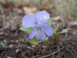 Viola rupestris