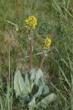 Ligularia altaica