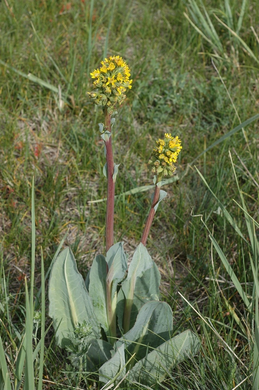 Image of Ligularia altaica specimen.