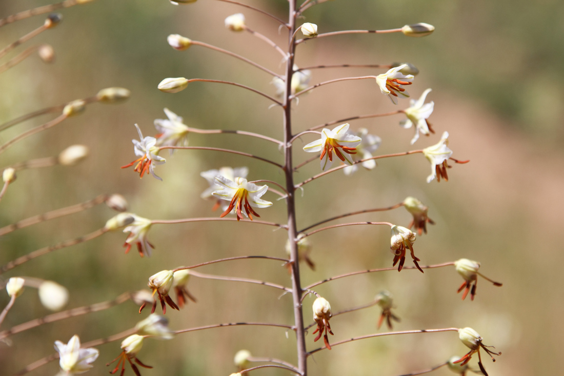 Image of Eremurus soogdianus specimen.