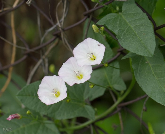 Image of Convolvulus arvensis specimen.