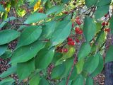 Malus mandshurica