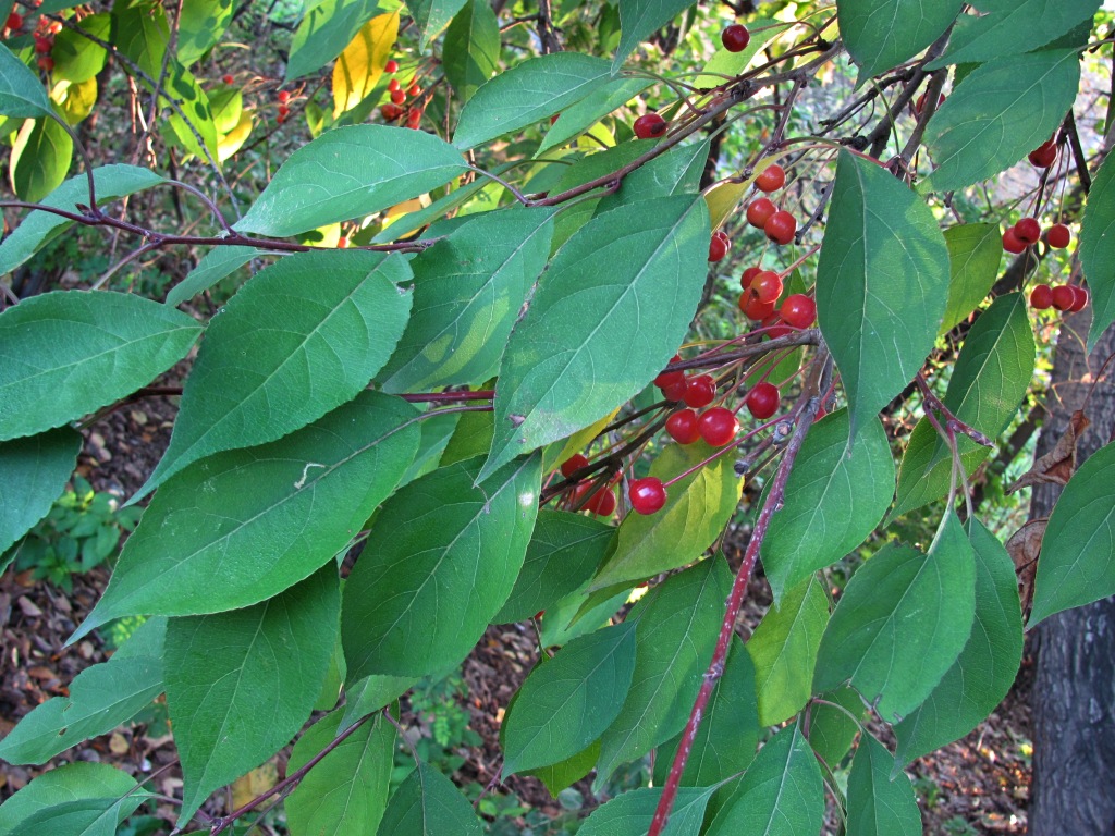 Image of Malus mandshurica specimen.