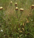 Carlina biebersteinii