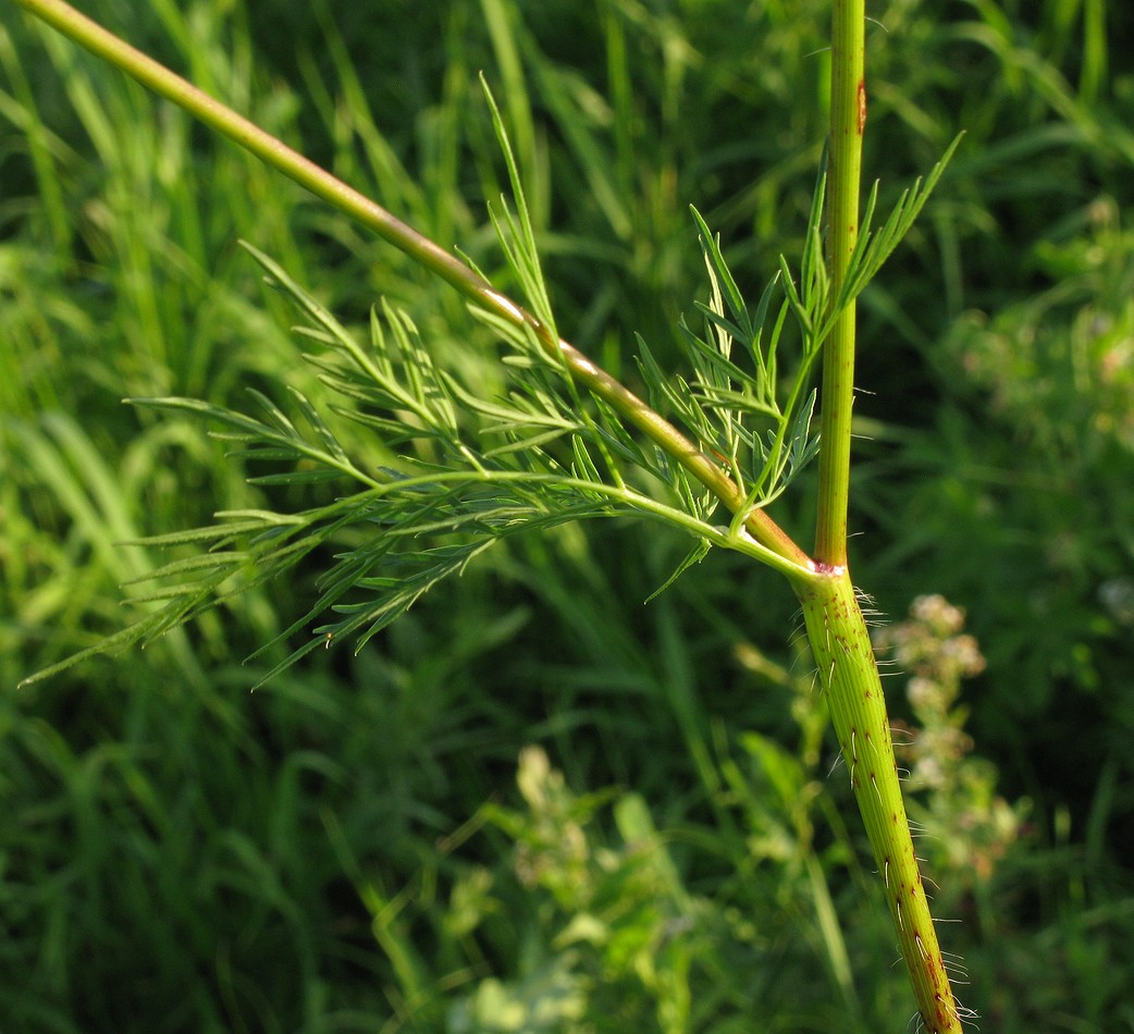 Image of Chaerophyllum prescottii specimen.