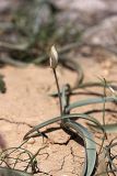 Tulipa turkestanica. Зацветающее растение. Южный Казахстан, горы Каракус; высота примерно 800 м н.у.м. 03.04.2012.