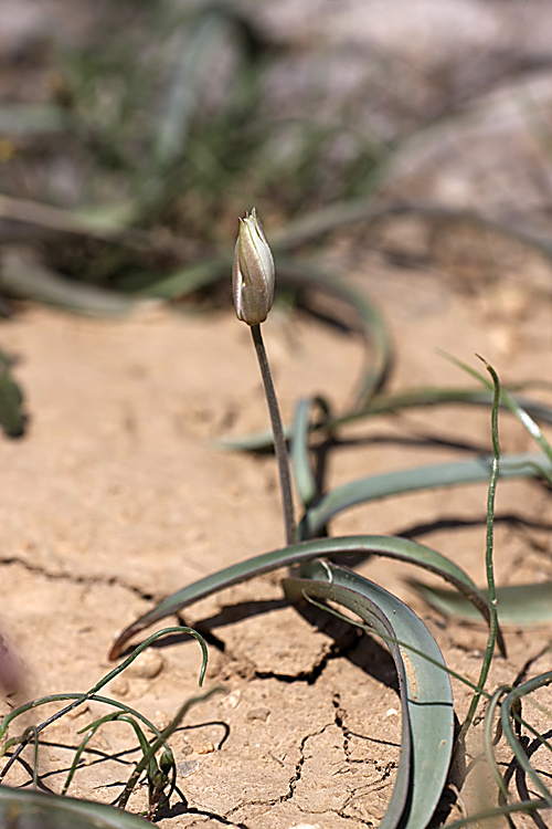 Image of Tulipa turkestanica specimen.