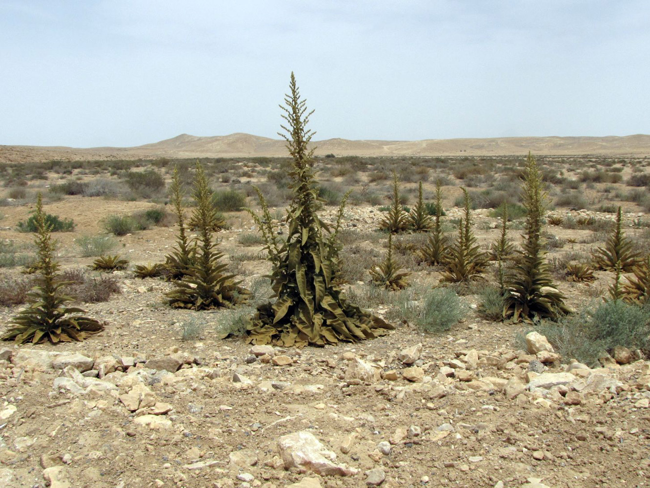 Image of Verbascum sinaiticum specimen.