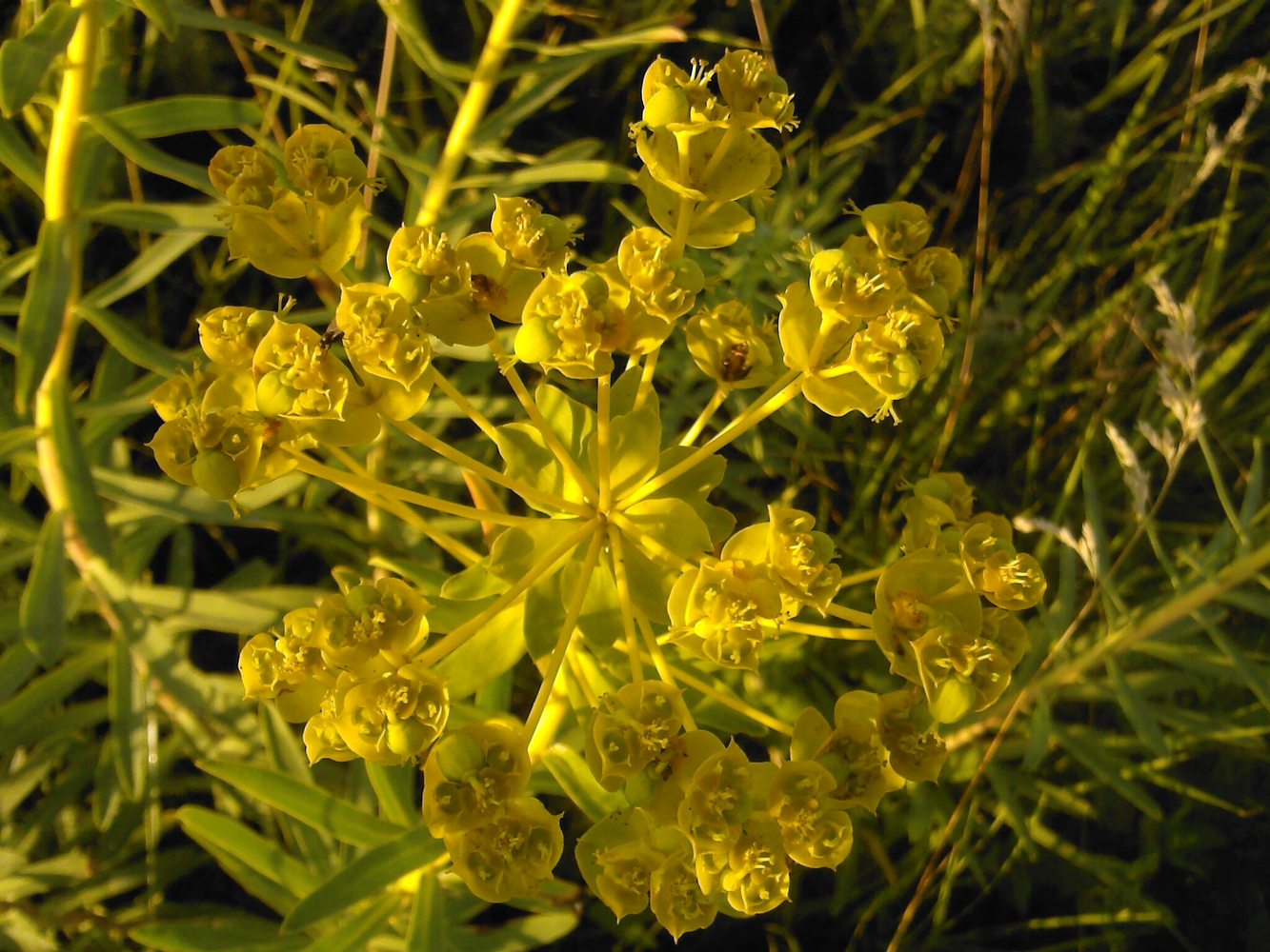 Изображение особи Euphorbia virgata.