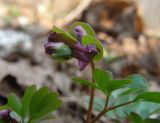 Corydalis intermedia. Верхушка цветущего растения (видны характерные цельные, без надрезов прицветники). Курская обл., г. Железногорск, ур. Опажье, лес на плакоре. 16 апреля 2009 г.