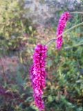 Persicaria orientalis