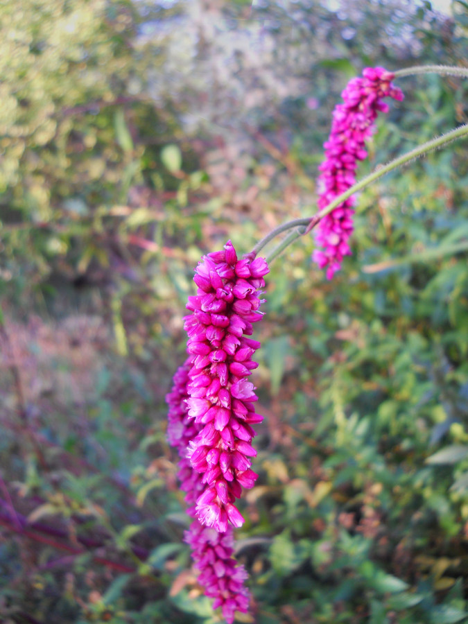 Изображение особи Persicaria orientalis.