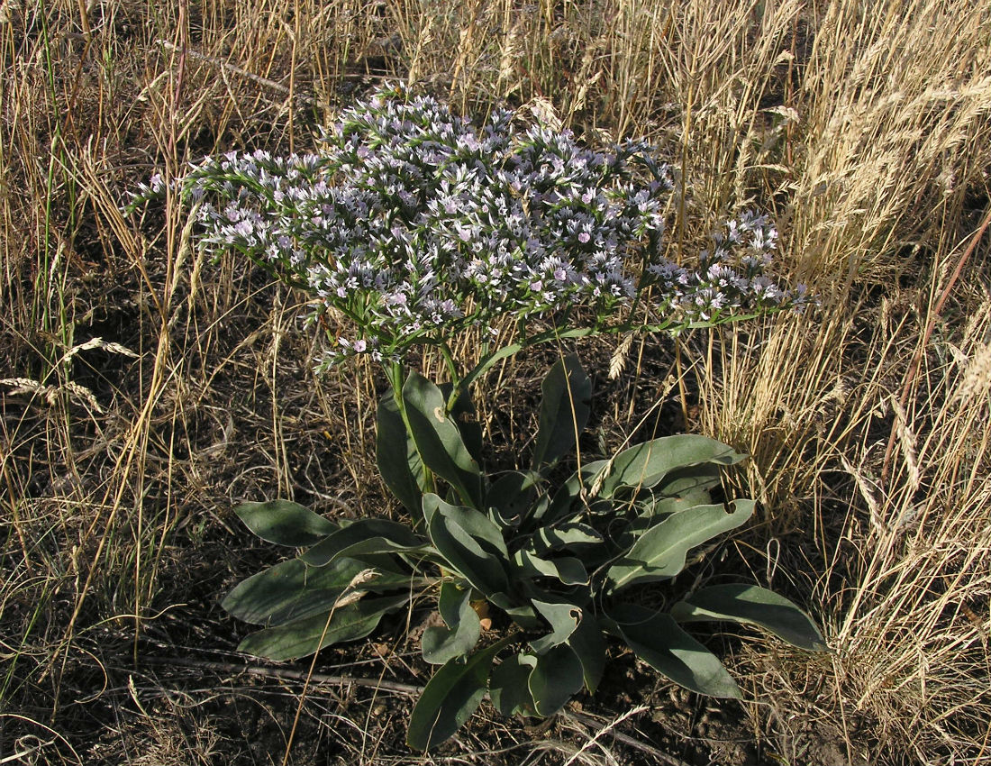 Изображение особи Goniolimon tataricum.