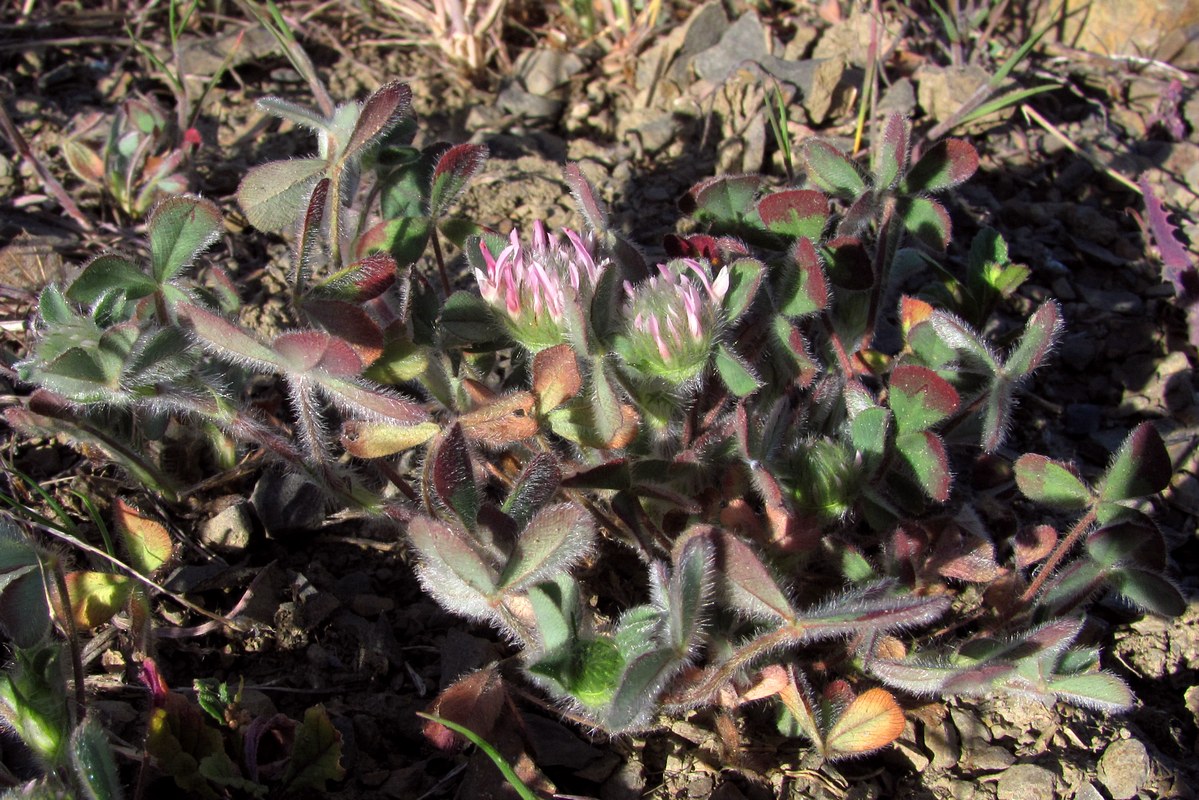 Image of Trifolium hirtum specimen.