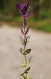 Bartsia alpina. Верхушка цветущего растения. Мурманская обл., Мончегорский городской округ, 3 км Ю-В села Имандра, западный склон Хибин, опушка сосняка. 05.07.2010.