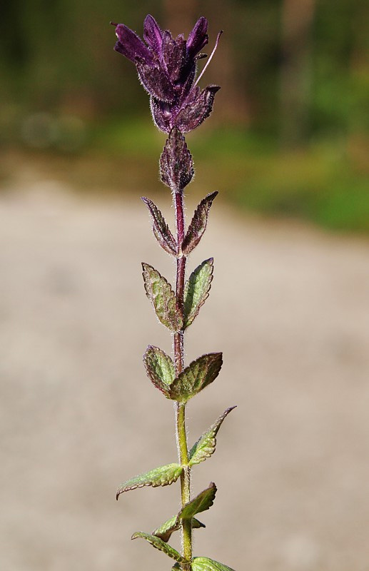 Image of Bartsia alpina specimen.