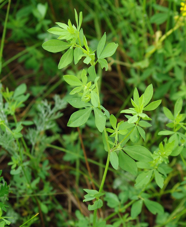 Image of Lotus frondosus specimen.