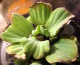 Pistia stratiotes. Растение, взятое из пруда. Украина, г. Киев, Институт ботаники. 3 ноября 2012 г.