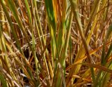 Calamagrostis brachytricha