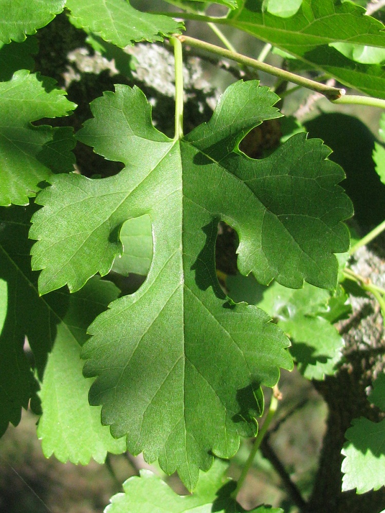 Image of Morus alba specimen.
