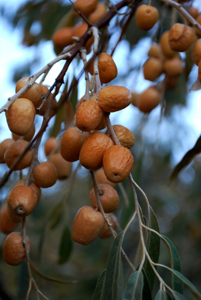 Изображение особи Elaeagnus angustifolia.