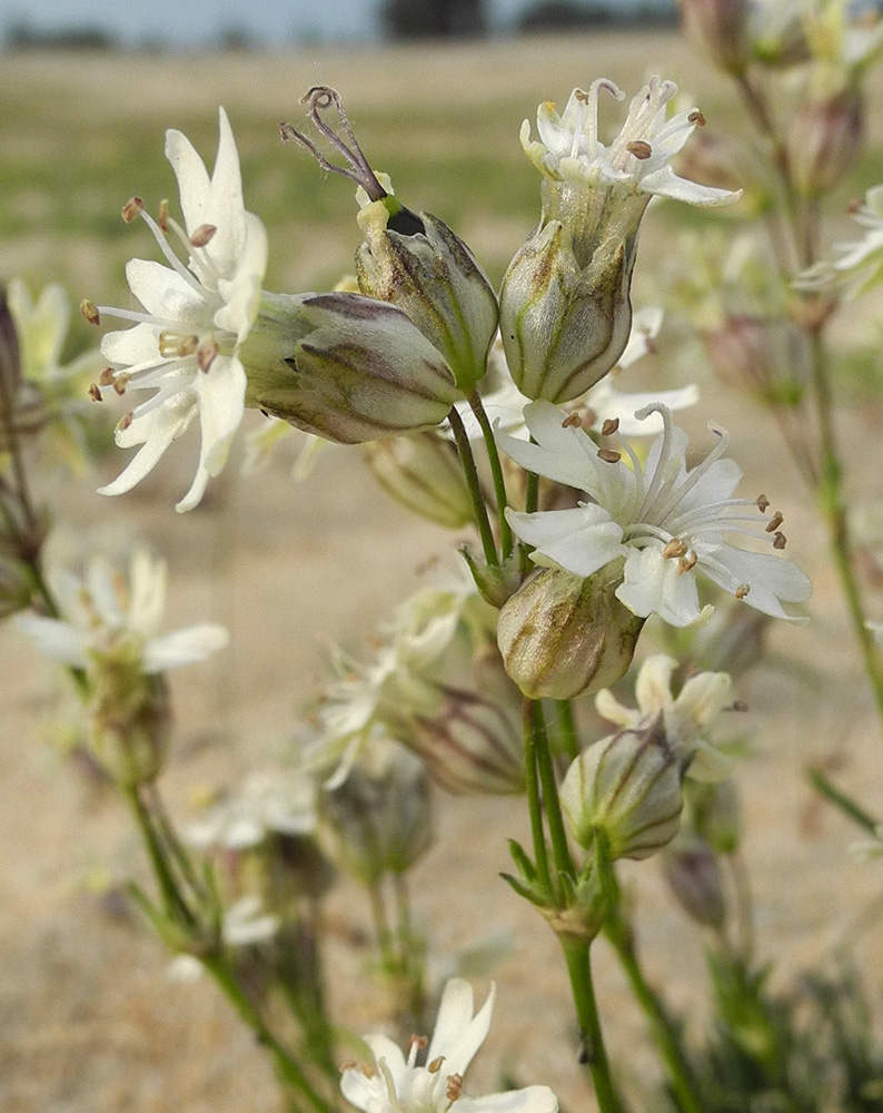 Image of Silene turczaninovii specimen.