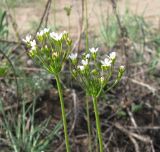 Image of taxon representative. Author is Олег Селивёрстов