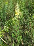 Verbascum ovalifolium