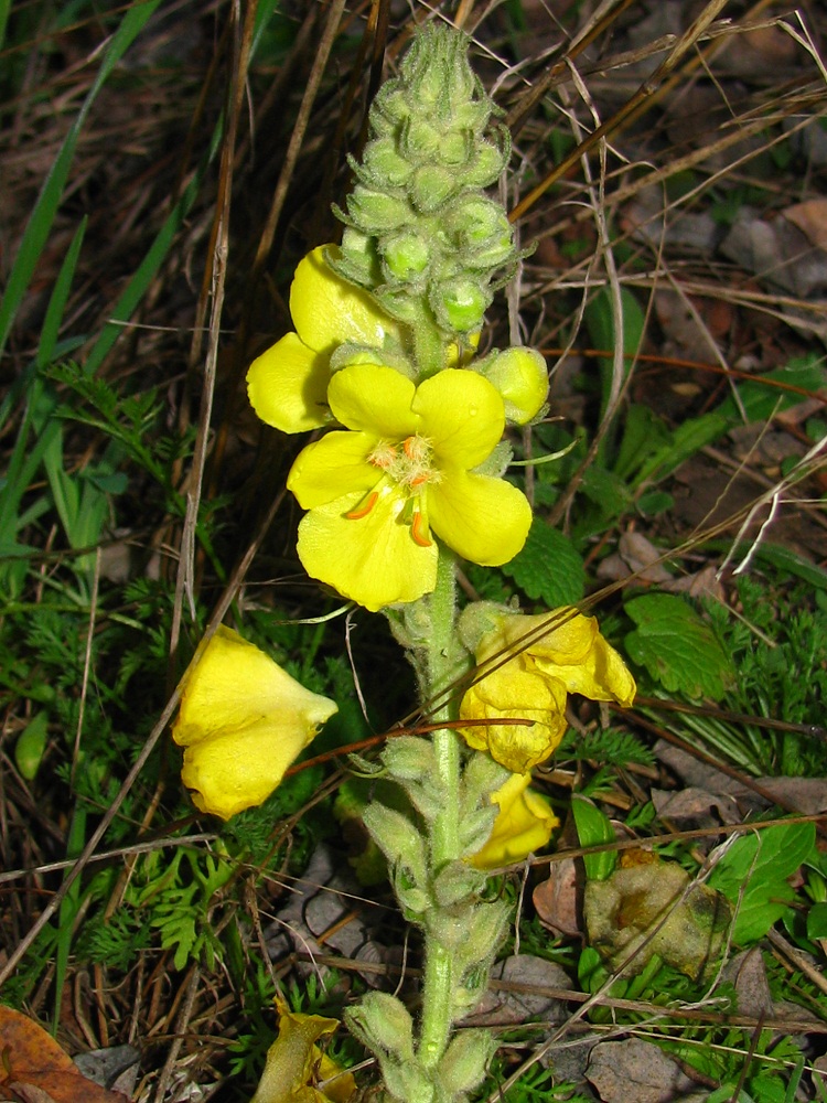 Image of Verbascum densiflorum specimen.