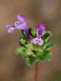 Lamium amplexicaule