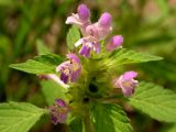 Galeopsis bifida. Соцветие. Хабаровский край, Ванинский р-н, окр. пос. Высокогорный. 15.08.2012.