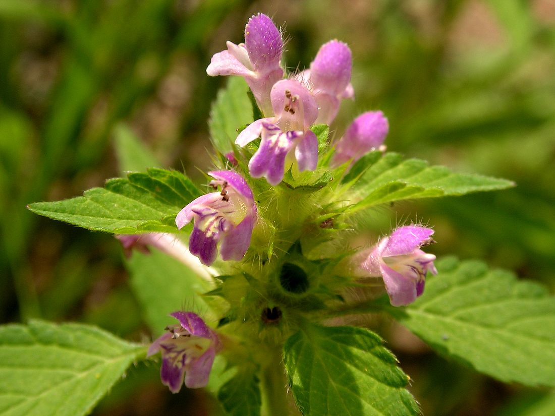 Image of Galeopsis bifida specimen.