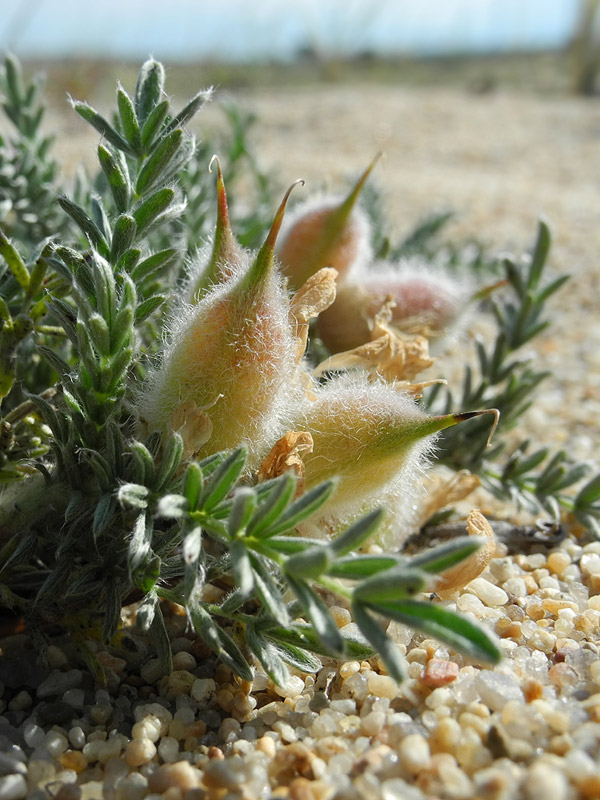 Image of Oxytropis lanata specimen.