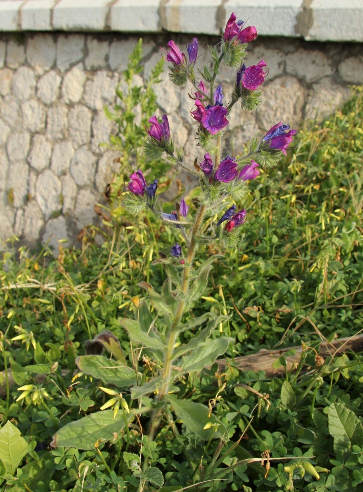 Изображение особи Echium plantagineum.