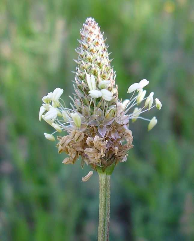 Изображение особи Plantago lanceolata.