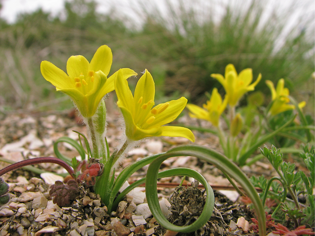 Image of Gagea dubia specimen.