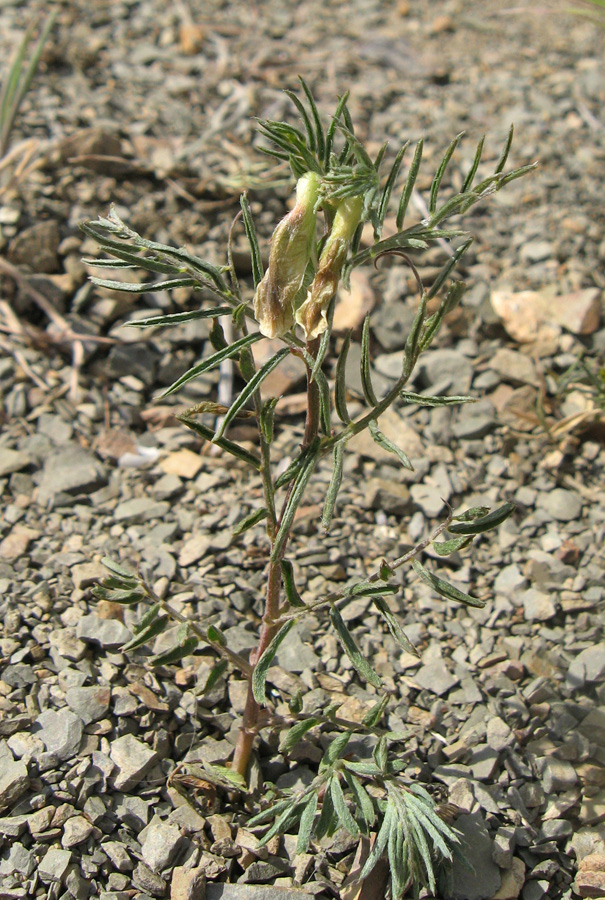 Изображение особи Vicia anatolica.