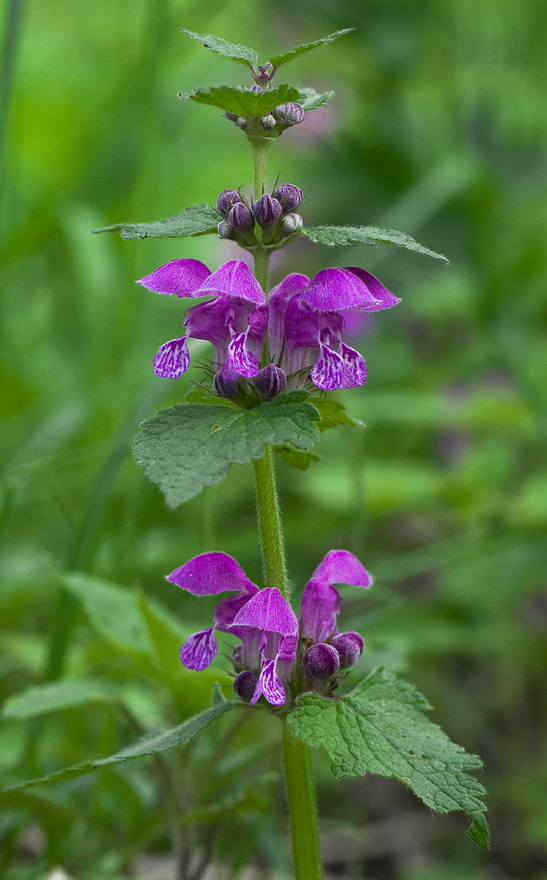 Image of Lamium maculatum specimen.