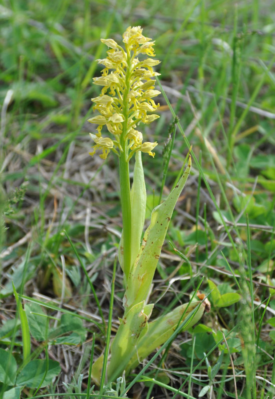 Image of Orchis punctulata specimen.