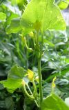 Aristolochia clematitis