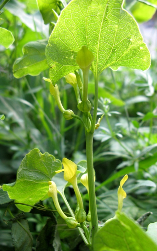 Image of Aristolochia clematitis specimen.