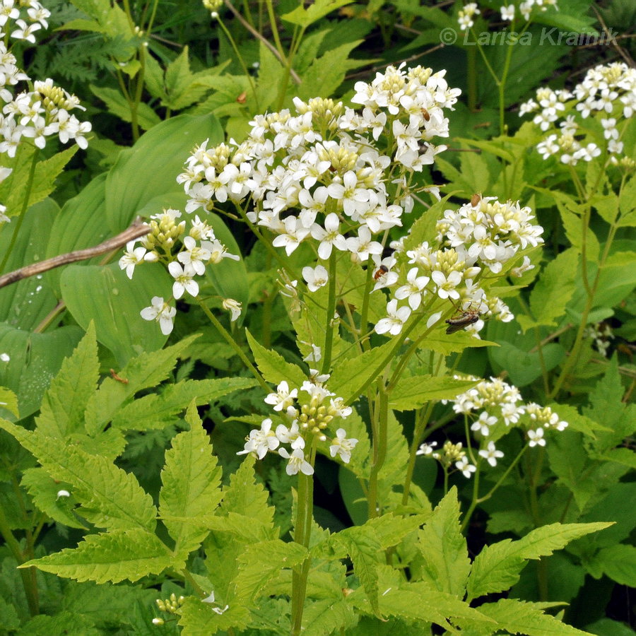 Image of Cardamine leucantha specimen.