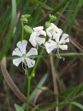 Silene dichotoma